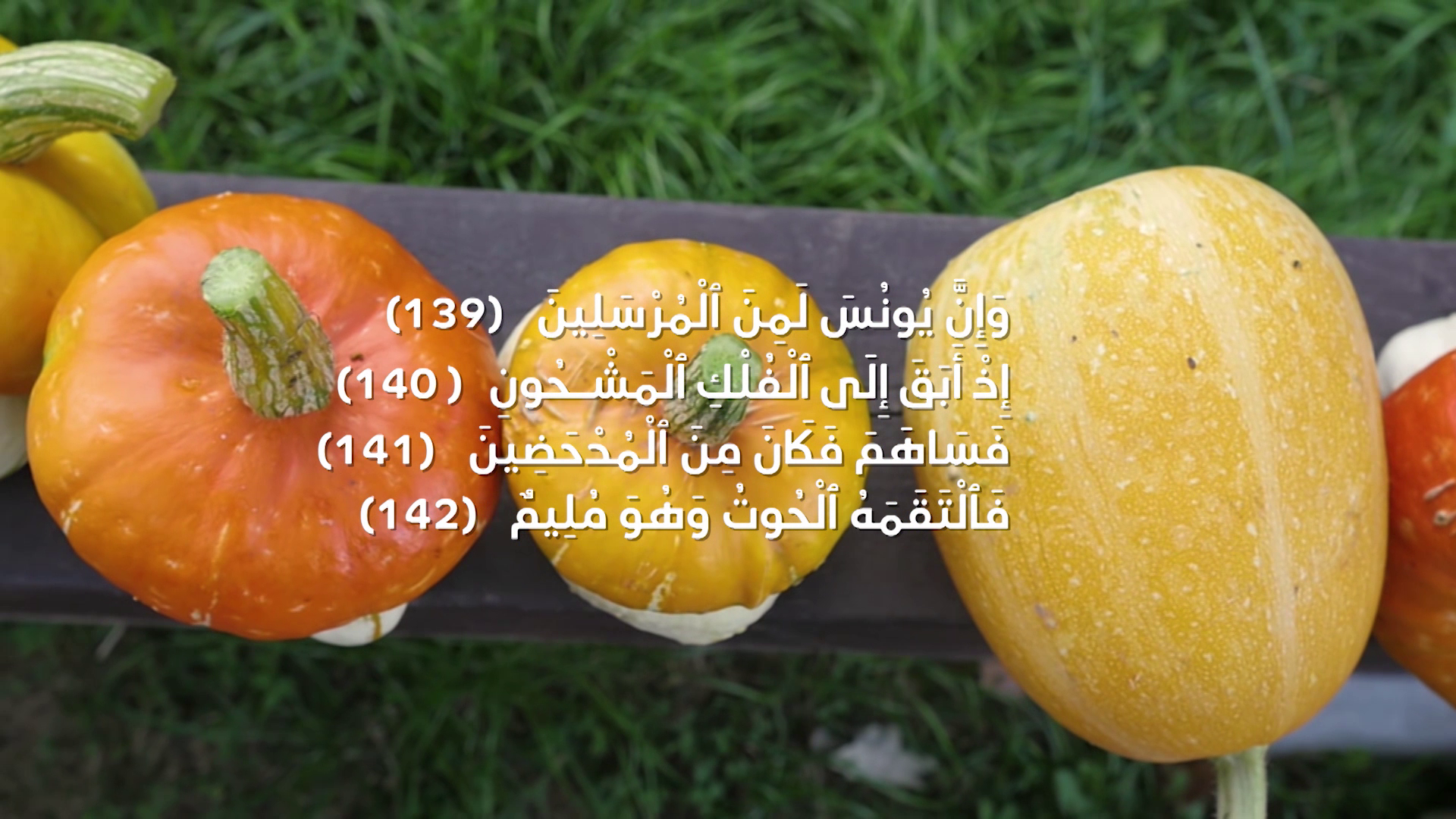 Episode 9 | Richness Of Creation | The Pumpkin