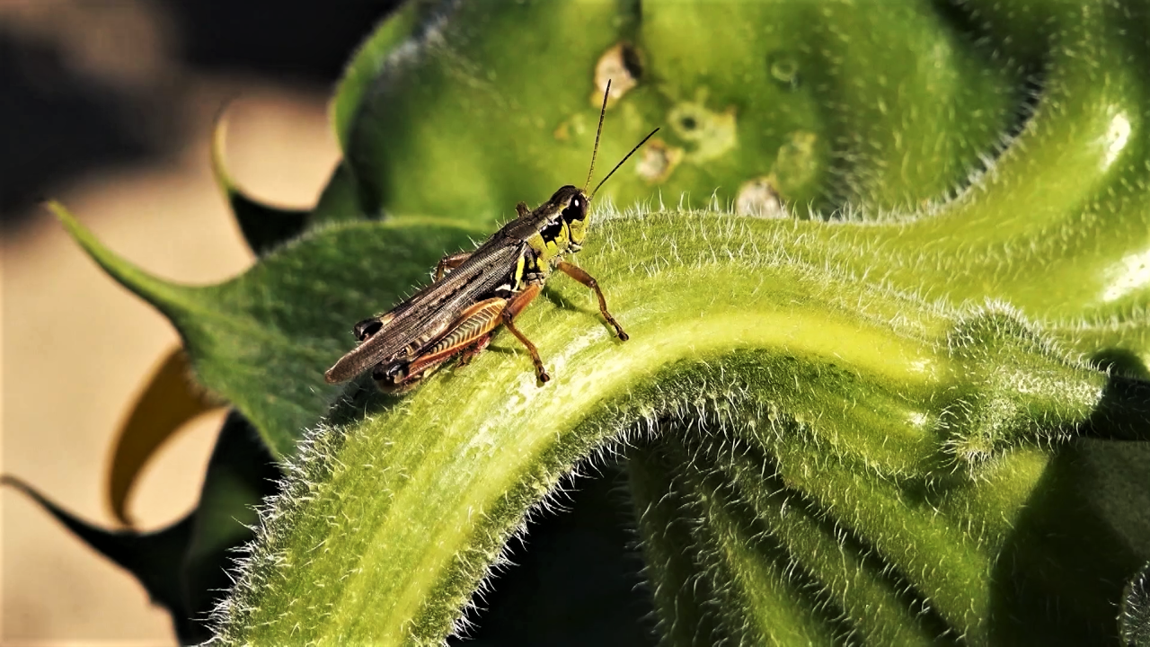 Episode 10 | Richness Of Creation | The Locust