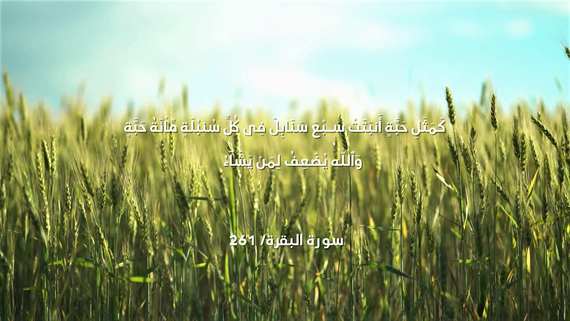 Episode 15 | Richness Of Creation | Wheat