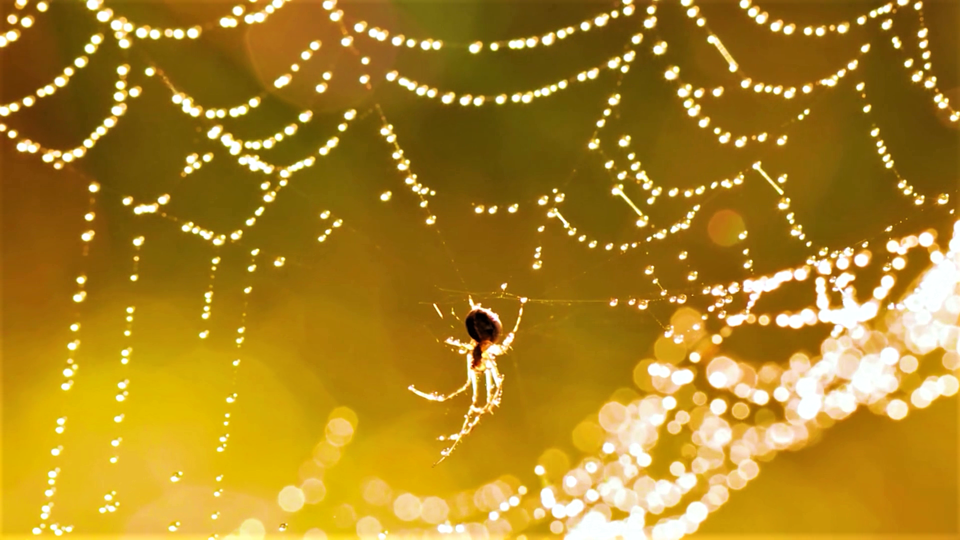 Episode 3 | Richness Of Creation | The Spider