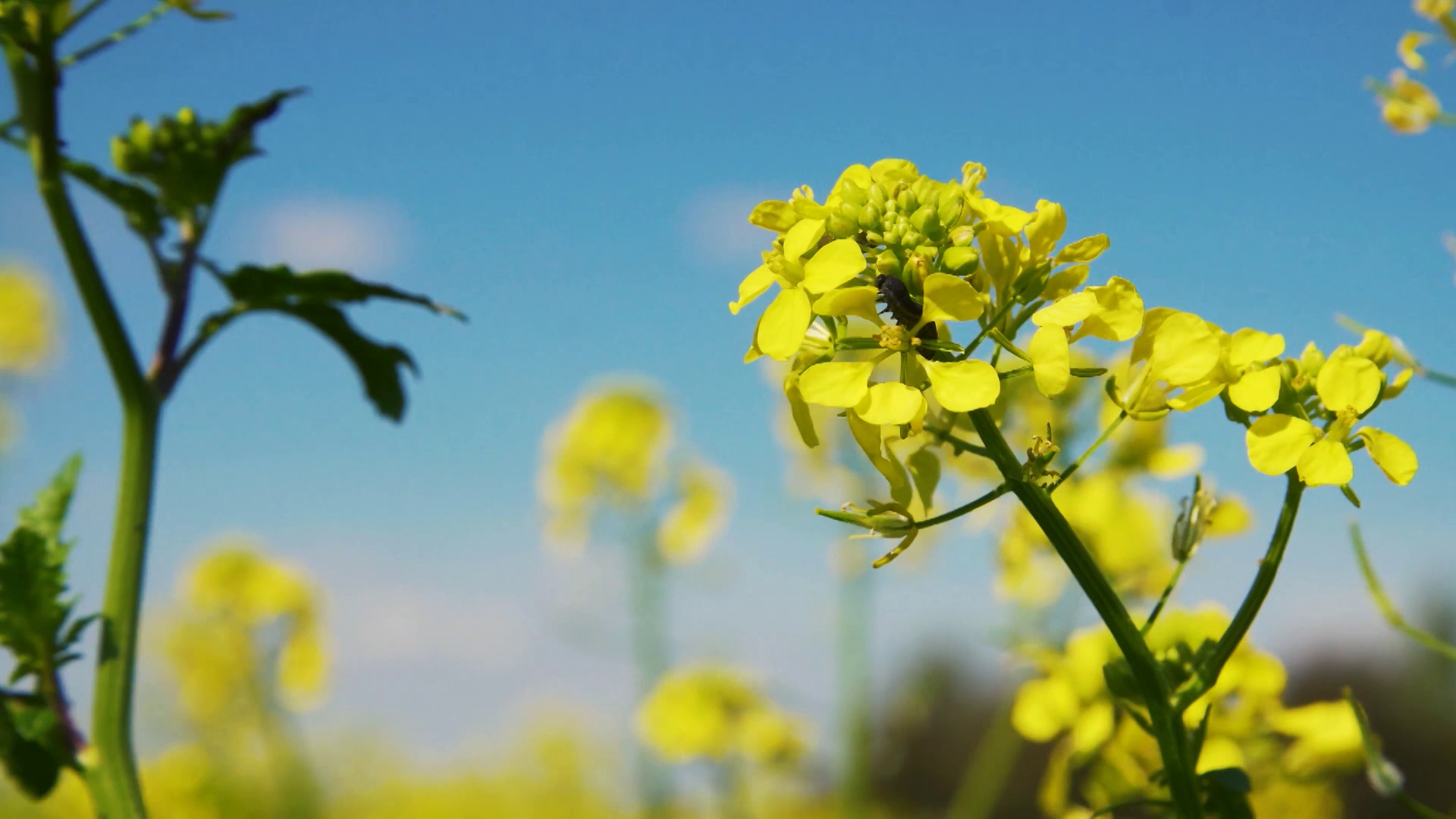 Episode 11 | Richness Of Creation | The Mustard Seed