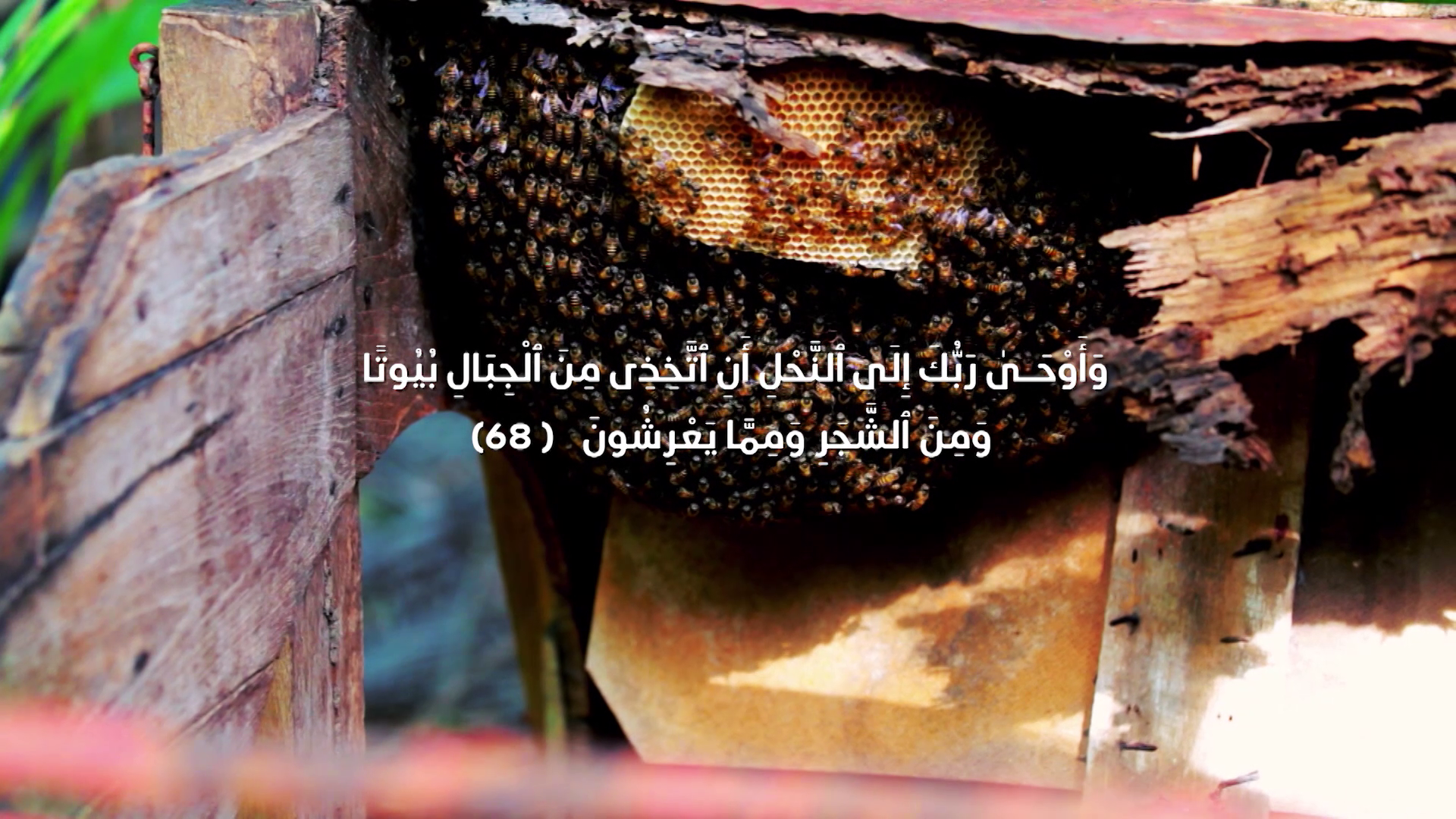 Episode 4 | Richness Of Creation | The Bee