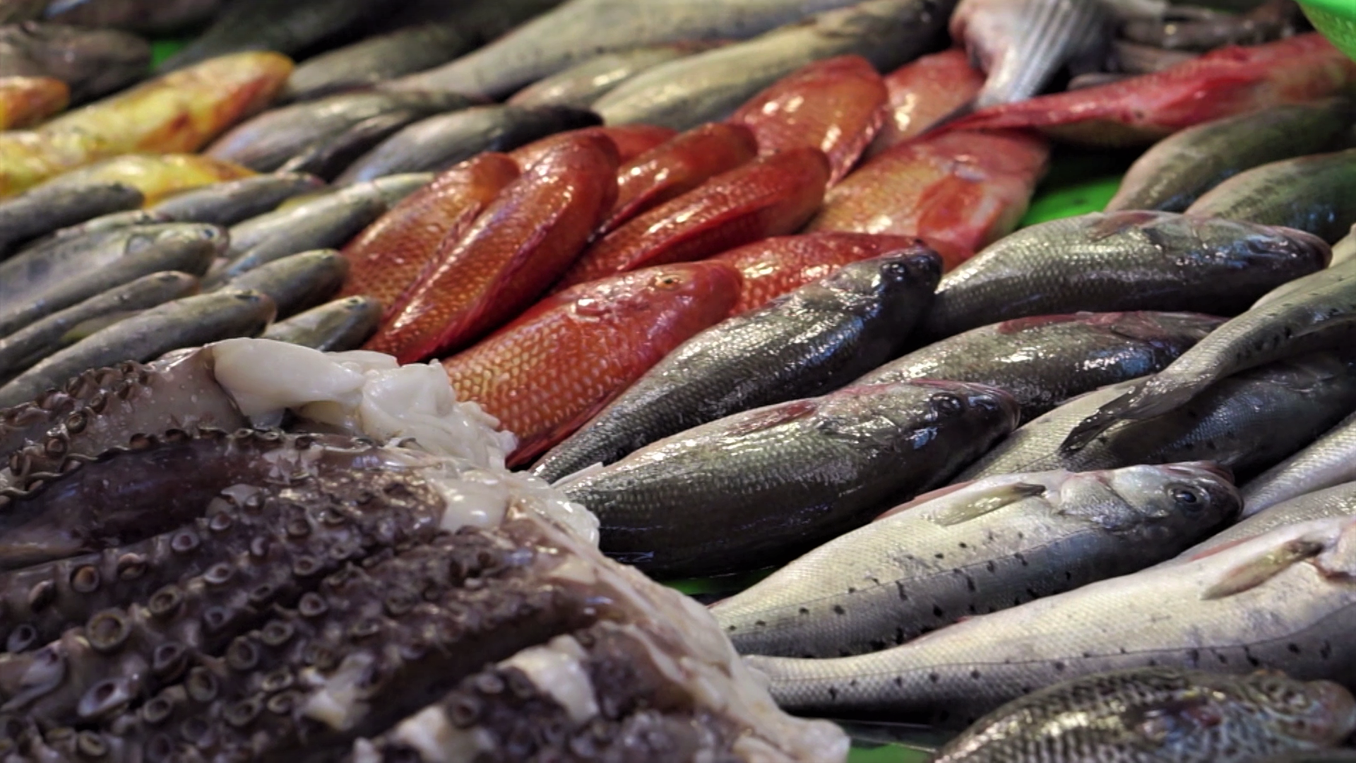 Episode 26 | Richness Of Creation | Fish