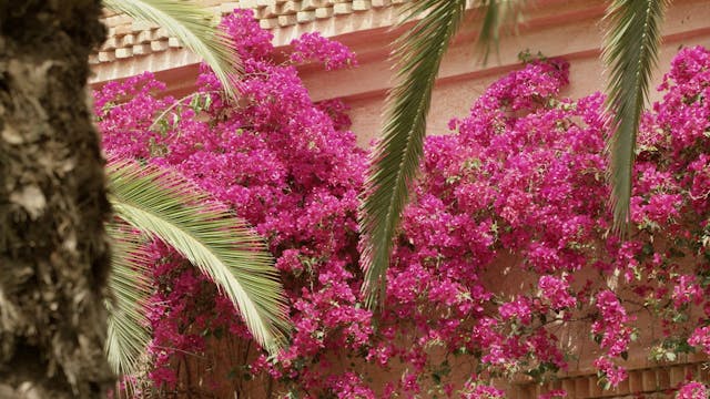 A Glimpse of Paradise | Morocco