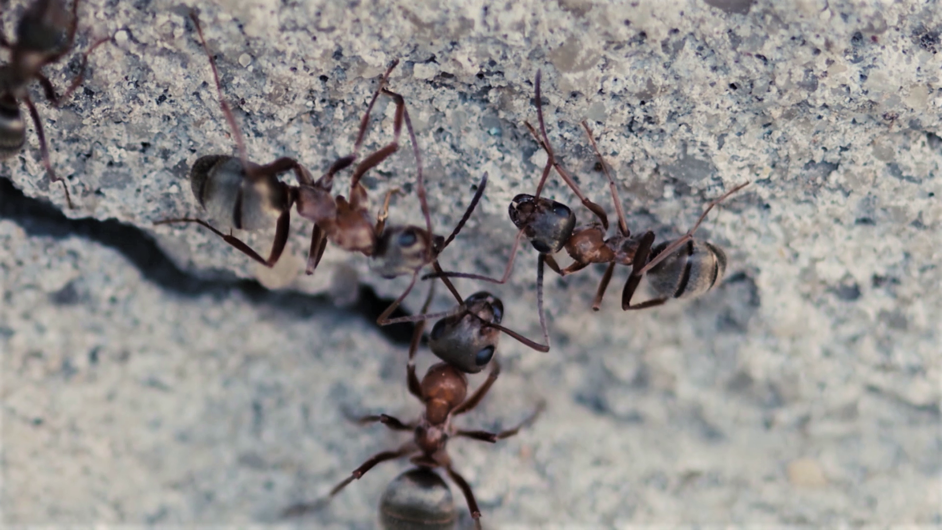 Episode 12 | Richness Of Creation | The Ant