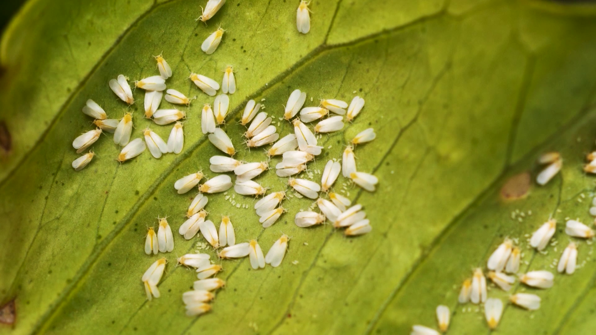 Episode 20 | Richness Of Creation | Insects