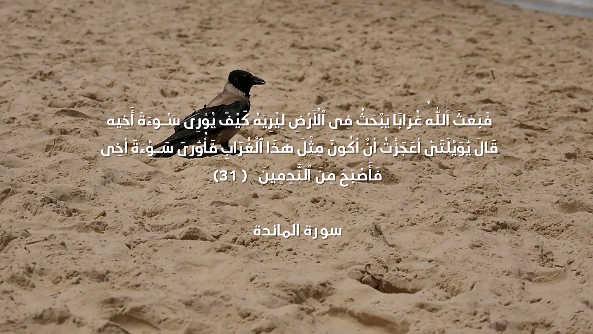 Episode 16 | Richness Of Creation | Crow