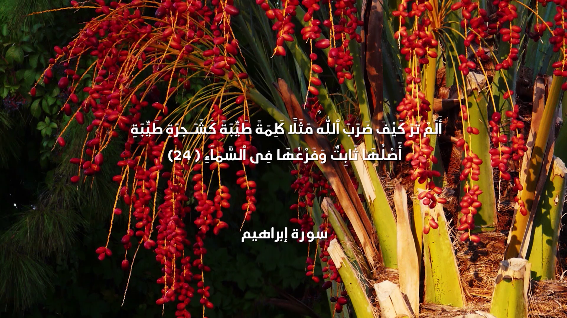 Episode 17 | Richness Of Creation | Palm