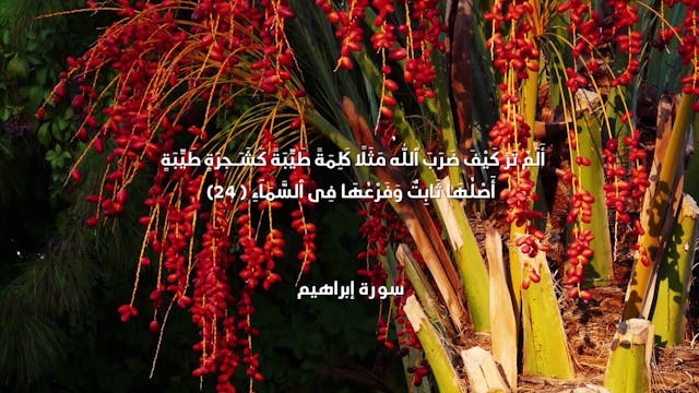 Episode 17 | Richness Of Creation | Palm