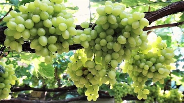 Episode 5 | Richness Of Creation | Grapes