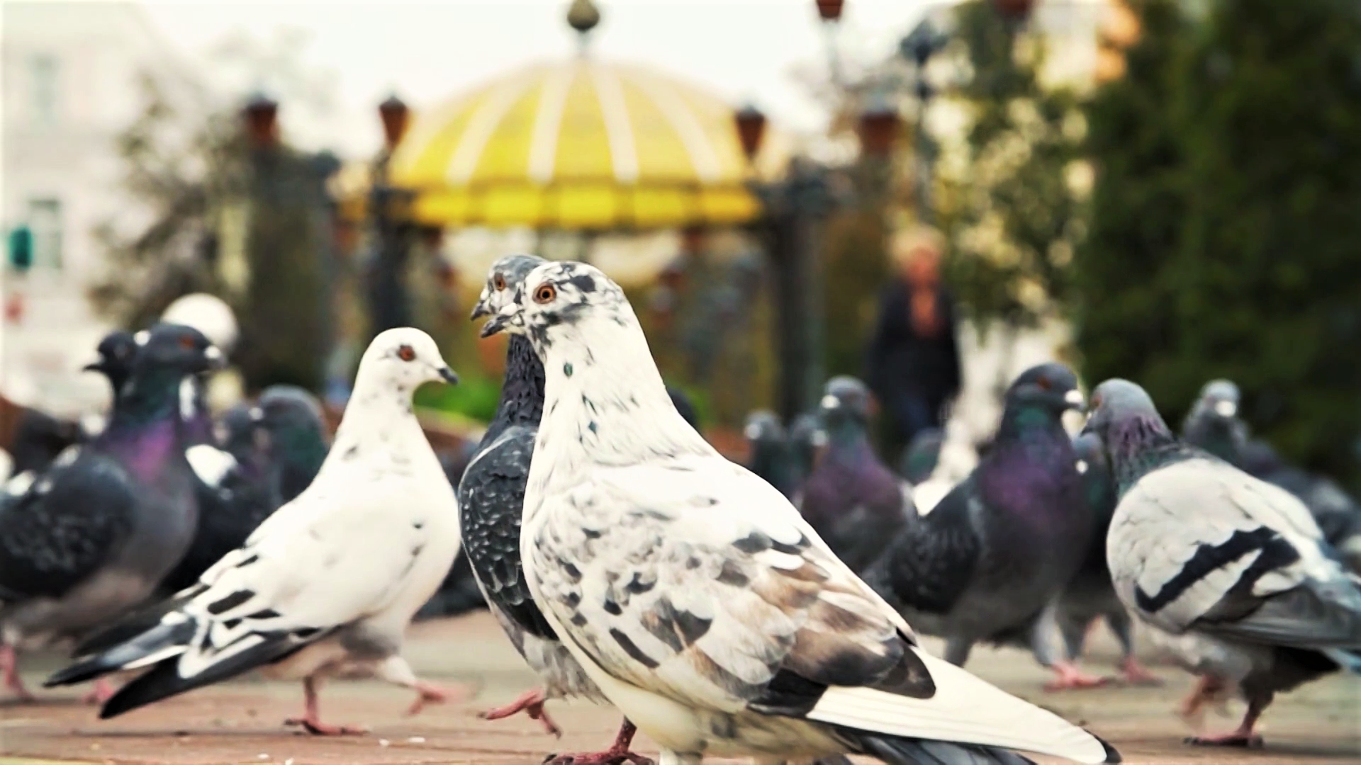 Episode 1 | Richness Of Creation | The Pigeon