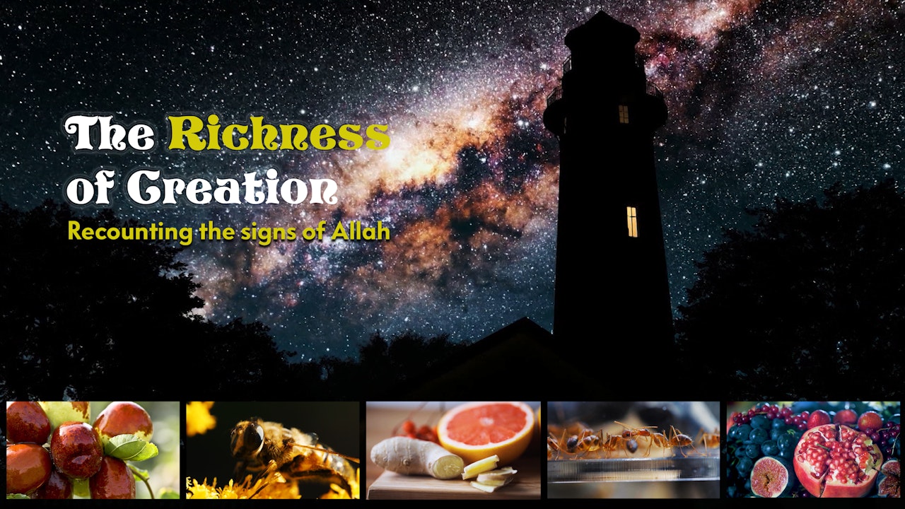 The Richness of Creation
