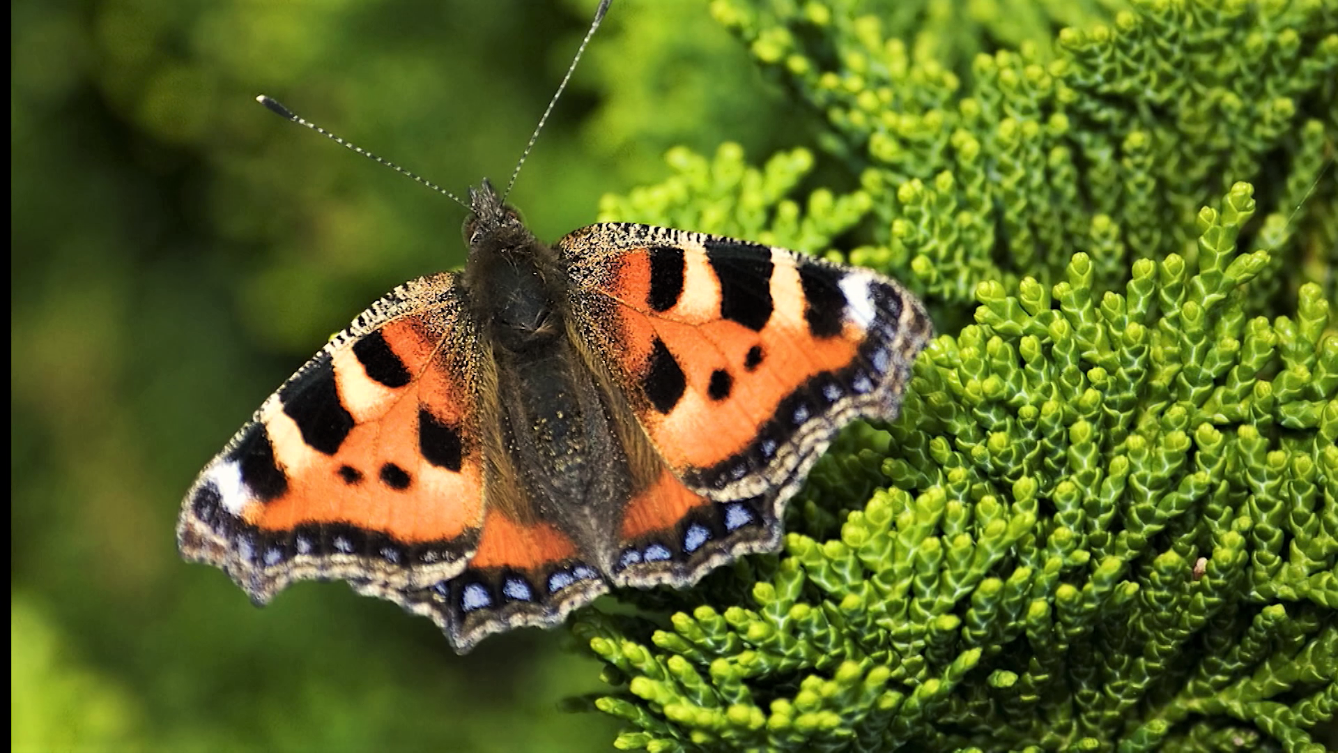 Episode 8 | Richness Of Creation | The Butterfly