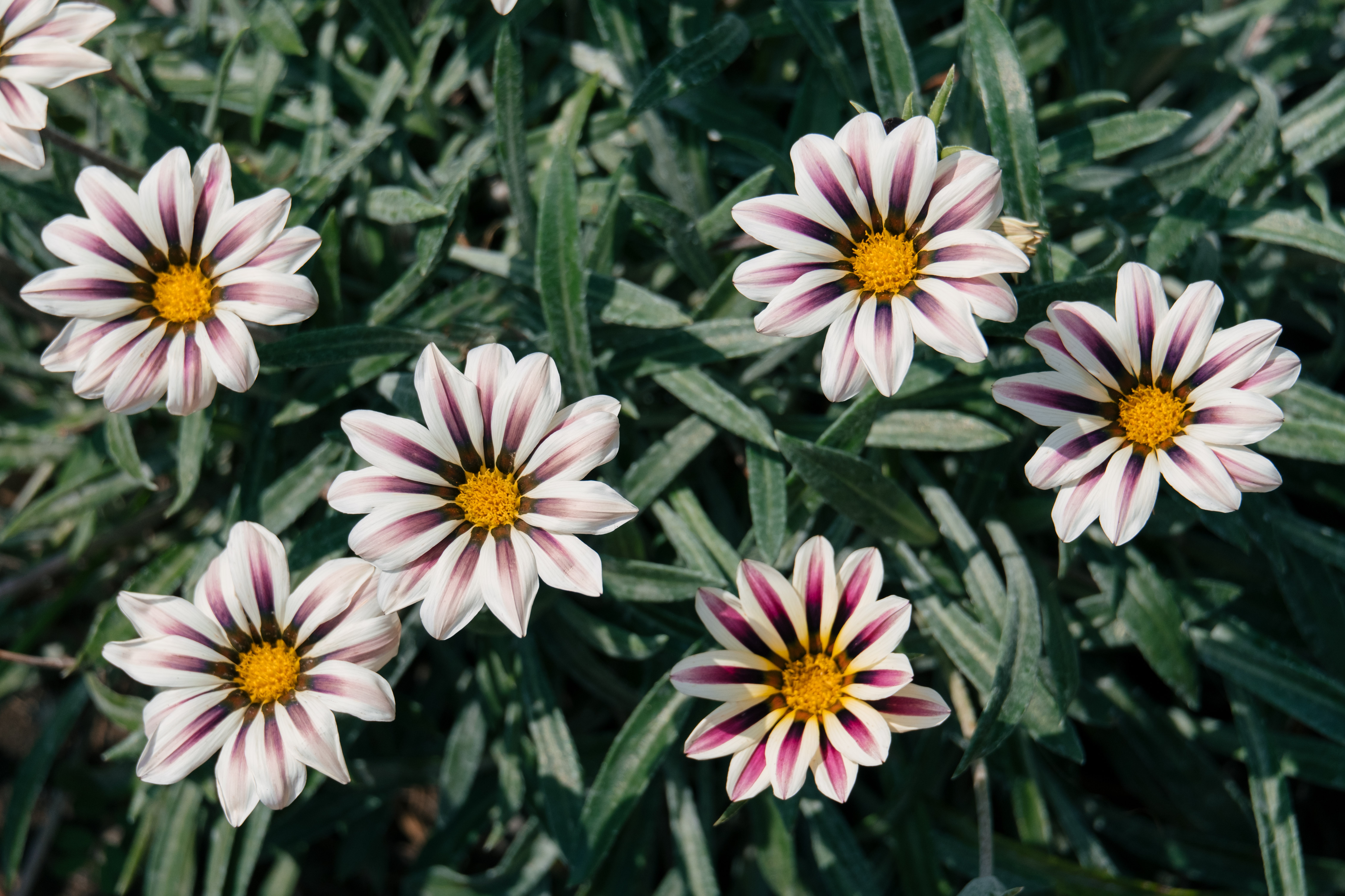 Leye-female-genital-mutilation-attitudes-and-practices-flemish.pdf