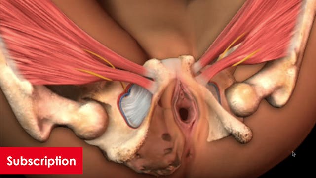 Anatomy Anterior Animation
