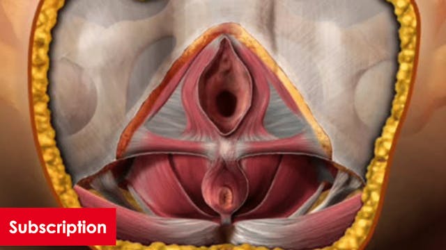 Anatomy Posterior Animation