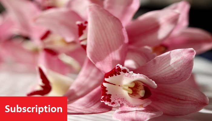 Posterior Compartment Repair Vaginoplasty and Perineoplasty