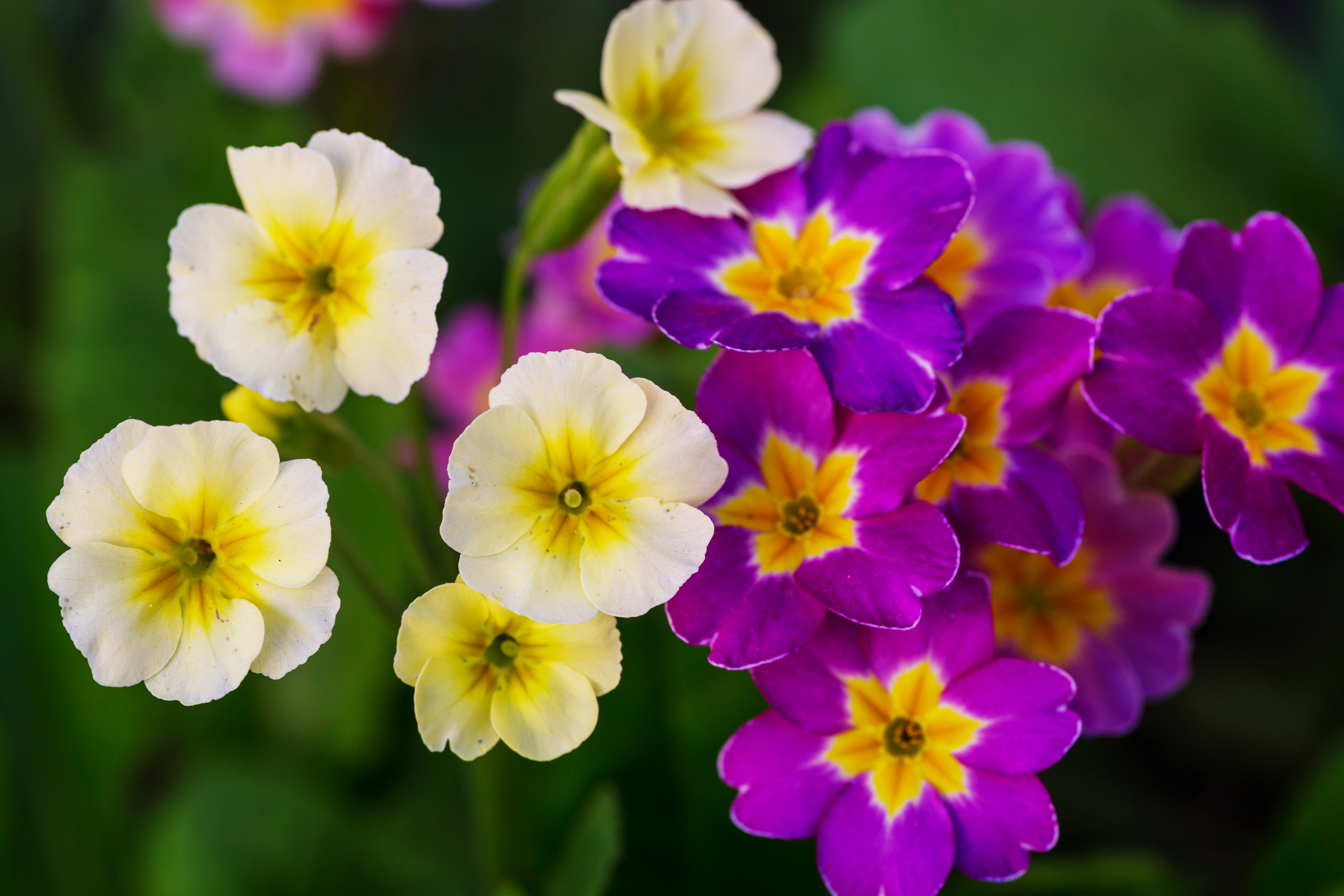 0-Committe-Opinion-795-on-Cosmetic-Gynecology-2020.pdf