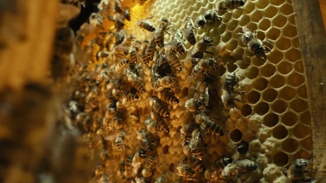 More Than Honey Narrated by John Hurt 1080p