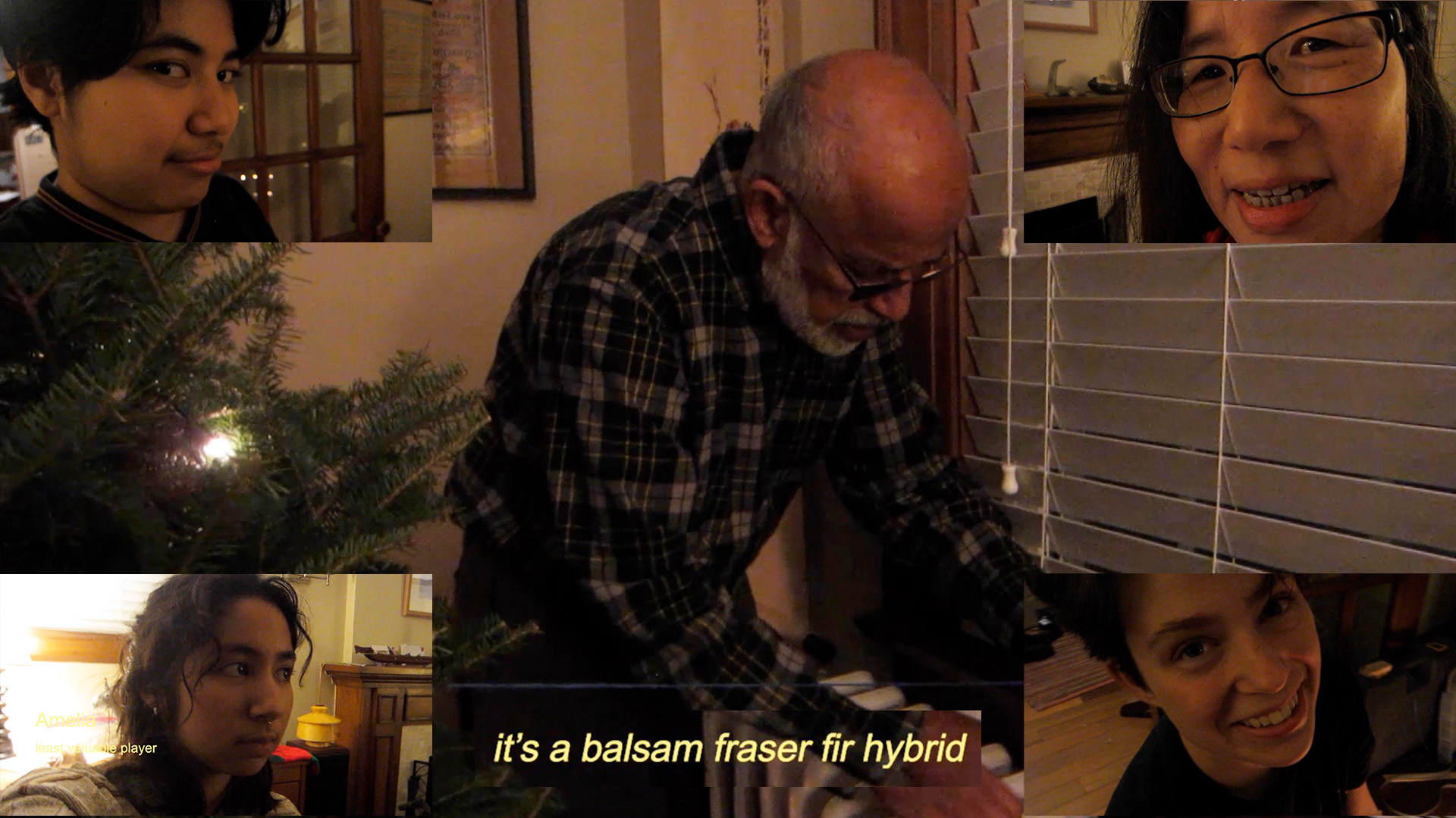 balsam x fraser fir hybrid