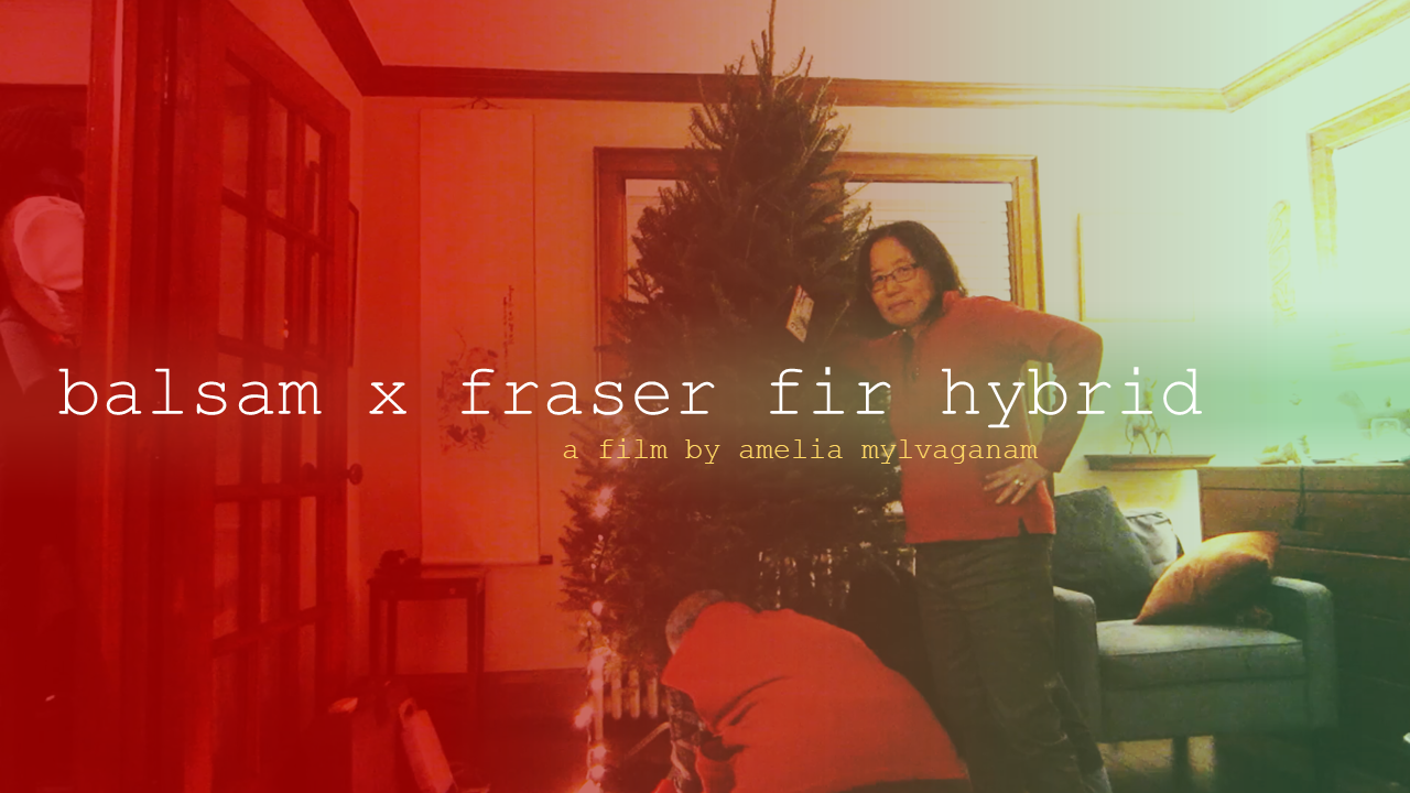 balsam x fraser fir hybrid