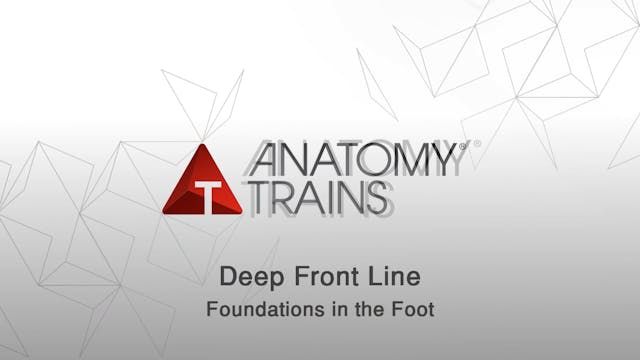 Lower DFL, Tibialis Posterior, Flexor...