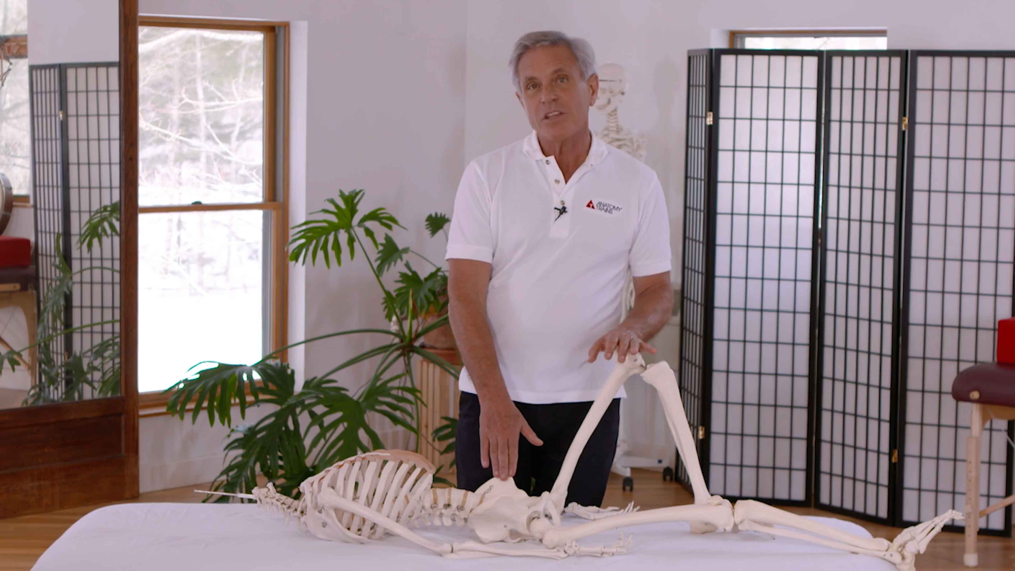 19 Palpation Lab- Iliacus and Psoas Major