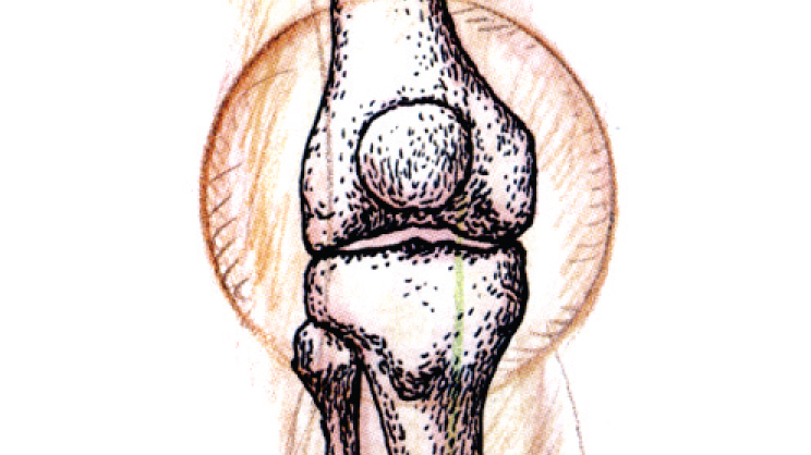 Understanding Feet and Legs