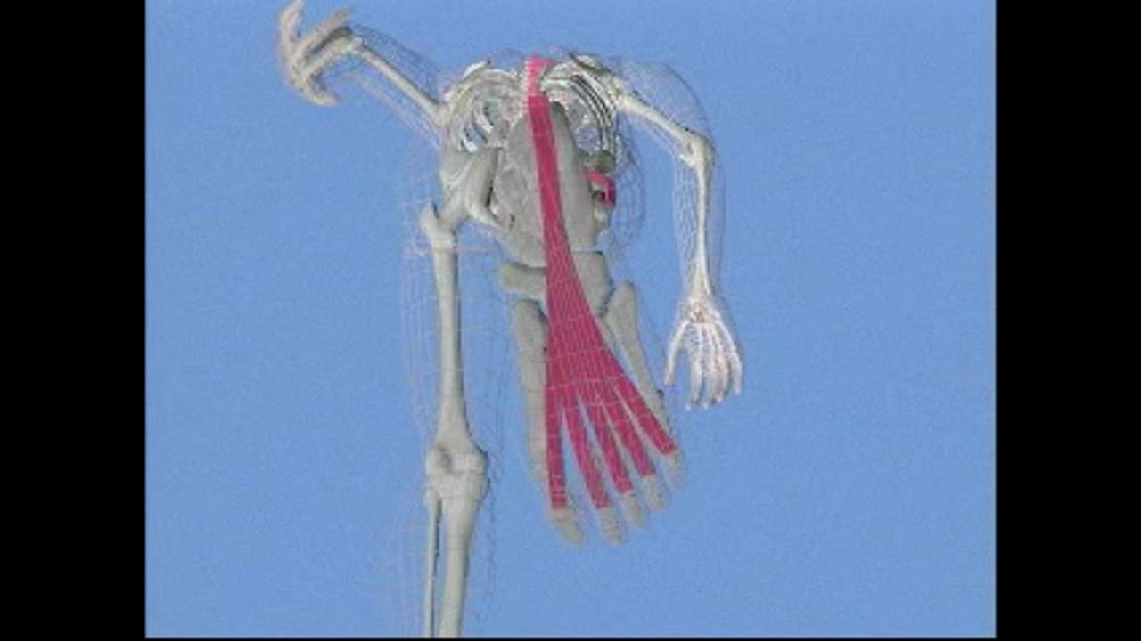 Introduction to the Superficial Back Line The Superficial Back Line Anatomy Trains Video