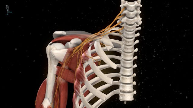 Thoracic Outlet Syndrome - Chapter 3 ...