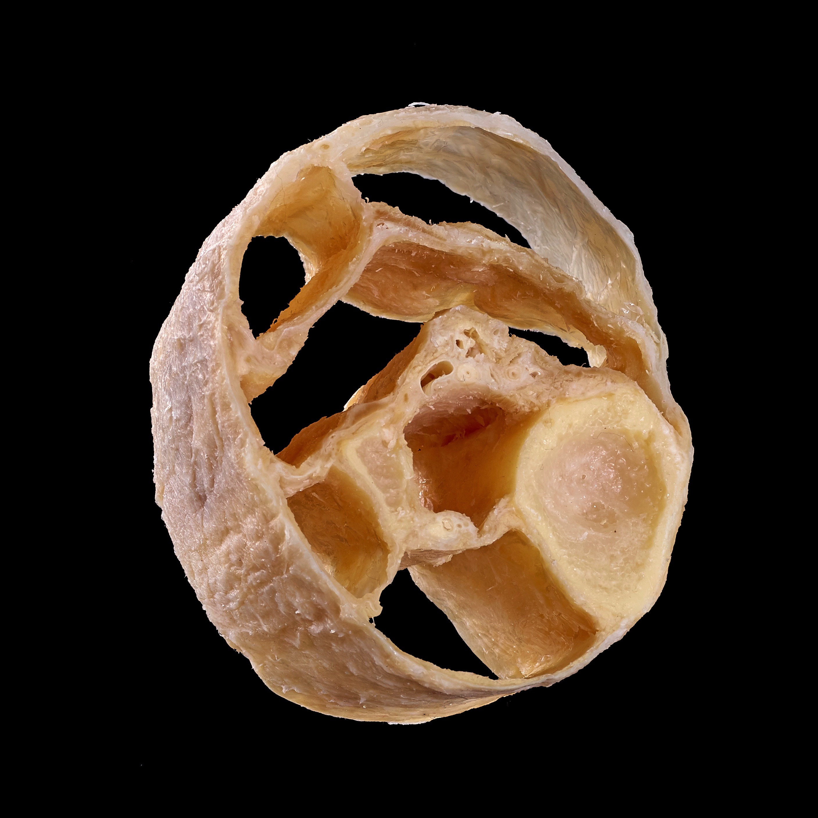 Intro to Fascia and Biotensegrity