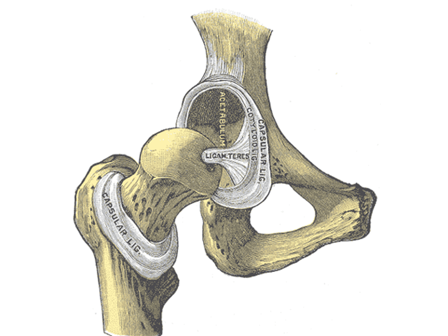 Ligaments