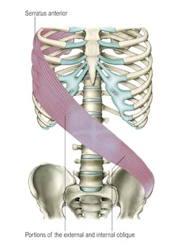 Dissection Lines on Skeleton - Latera...