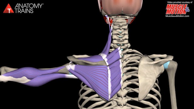 The Deep Back Arm Line Animation