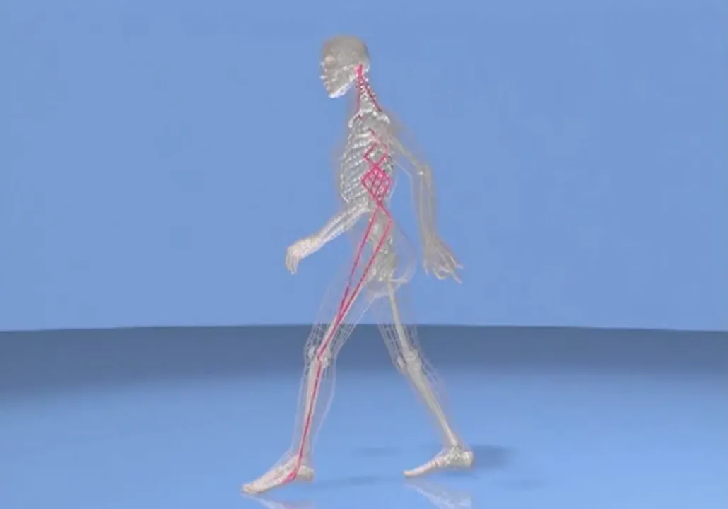 The Lateral Line Full Technique video - The Lateral Line - Anatomy ...