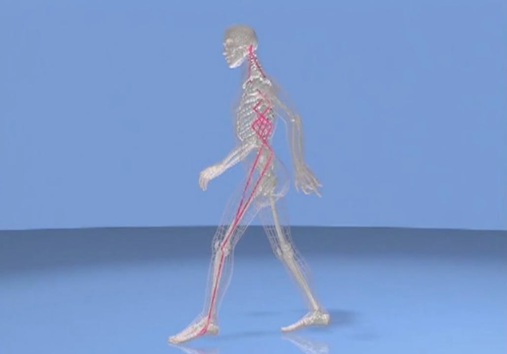 The Lateral Line Full Technique video - The Lateral Line - Anatomy 