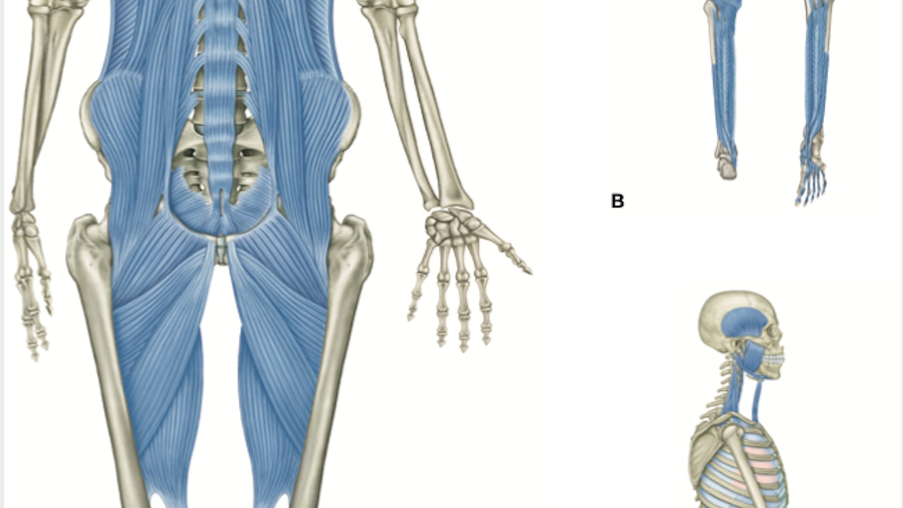 The Deep Front Line - Anatomy Trains Video Subscription