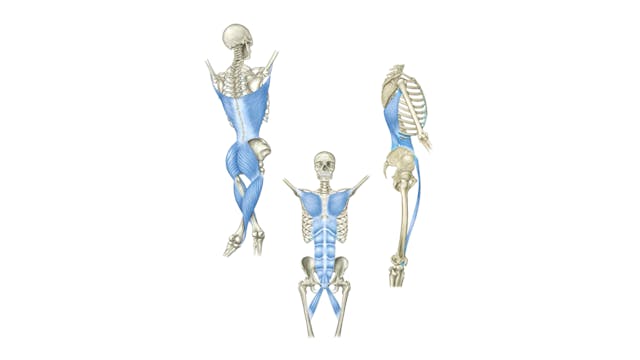 Dissection Lines on a Skeleton - Fron...