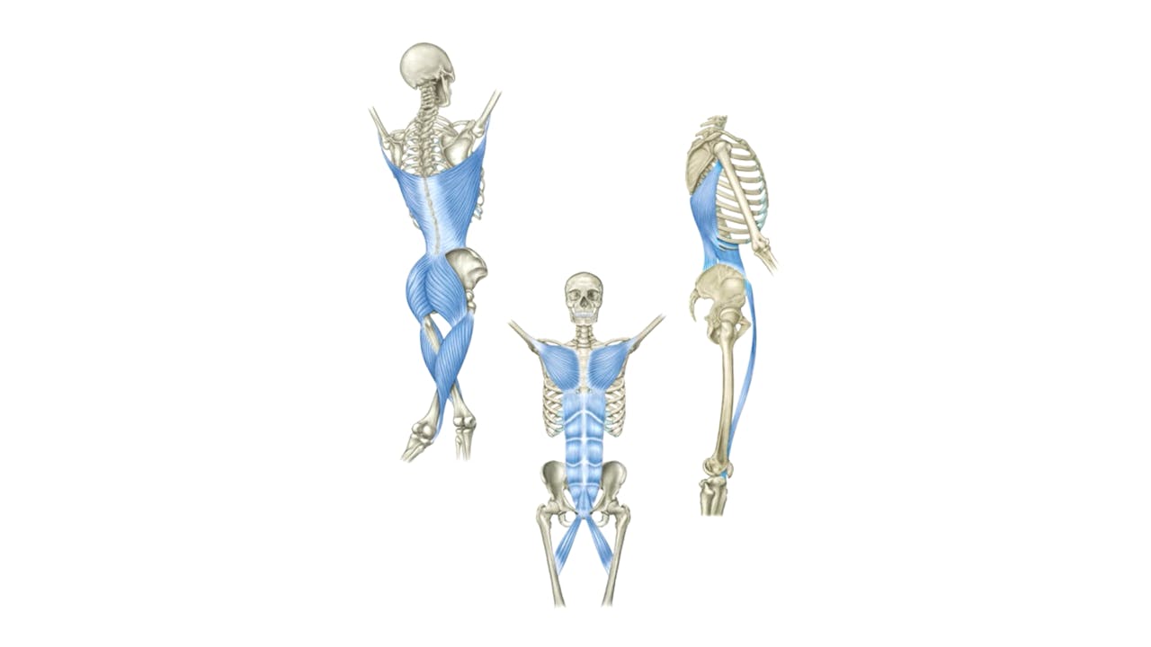 Deep Front Line Dissection Dissection Lines on a Skeleton - Front Functional Line - The Functional ...