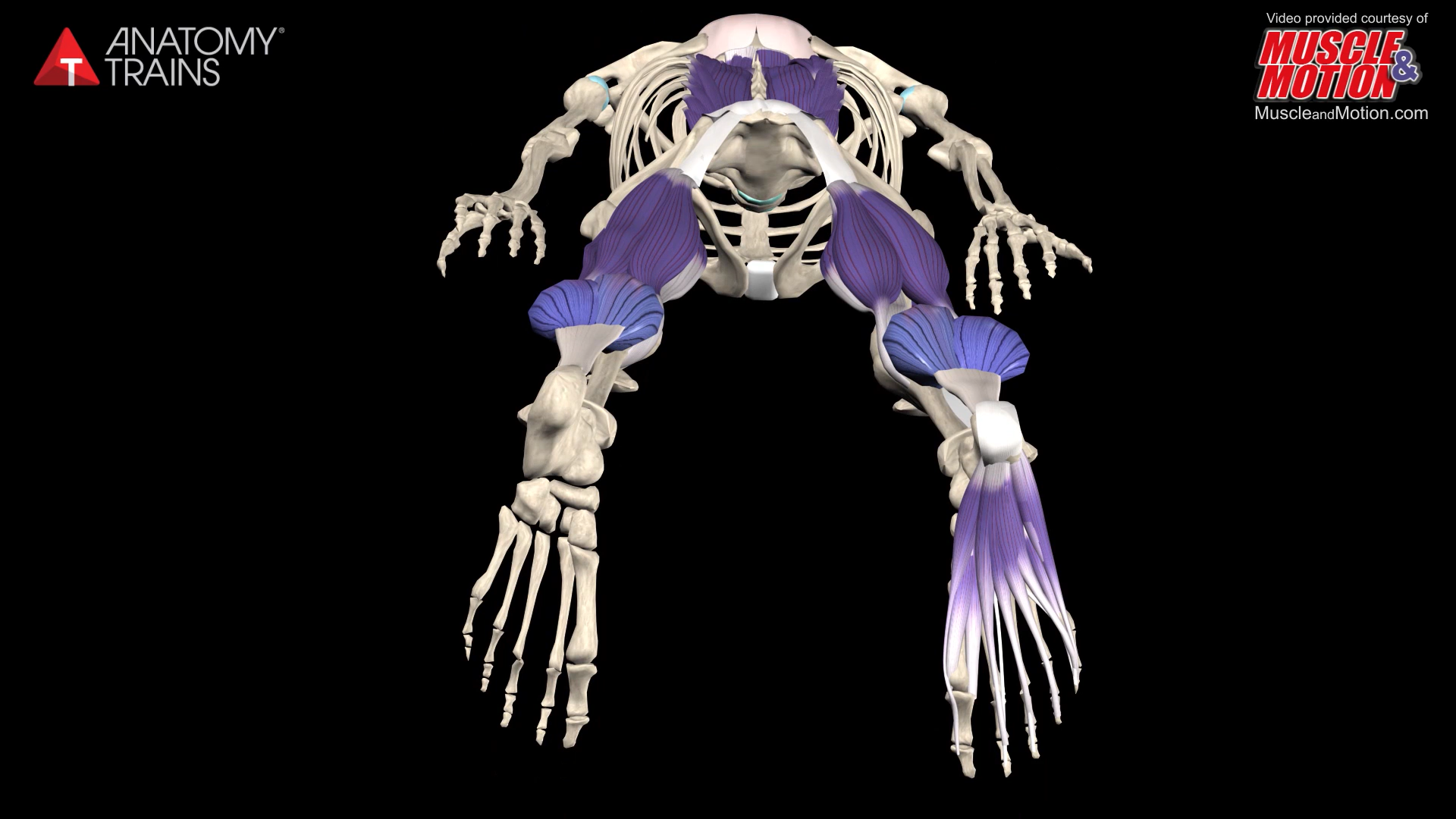 The Superficial Back Line Animation