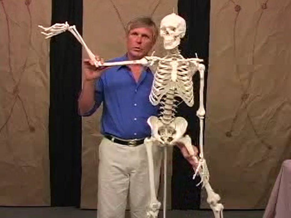 Functional Line Introduction to the Functional Lines - The Functional Lines - Anatomy ...