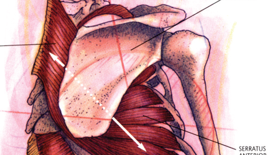 Freeing the Shoulders and Arms