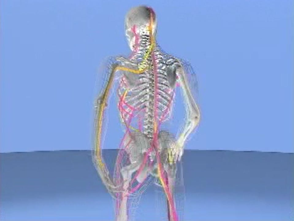 Deep Front Line Dissection Introduction to the Deep Front Line Part 1 - The Deep Front Line ...