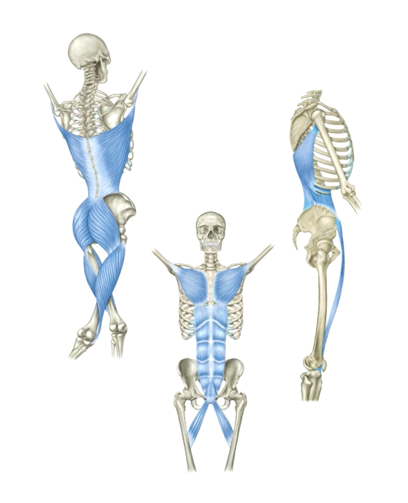 Myofascial Meridians: Front, Back and Sides