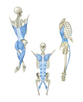 Myofascial Meridians: Front, Back and...