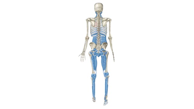 Dissection Lines on a Skeleton: The D...