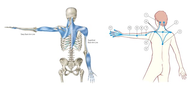 Introduction to The Arms Lines