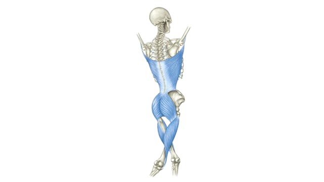 Dissection Lines on a Skeleton - Back...