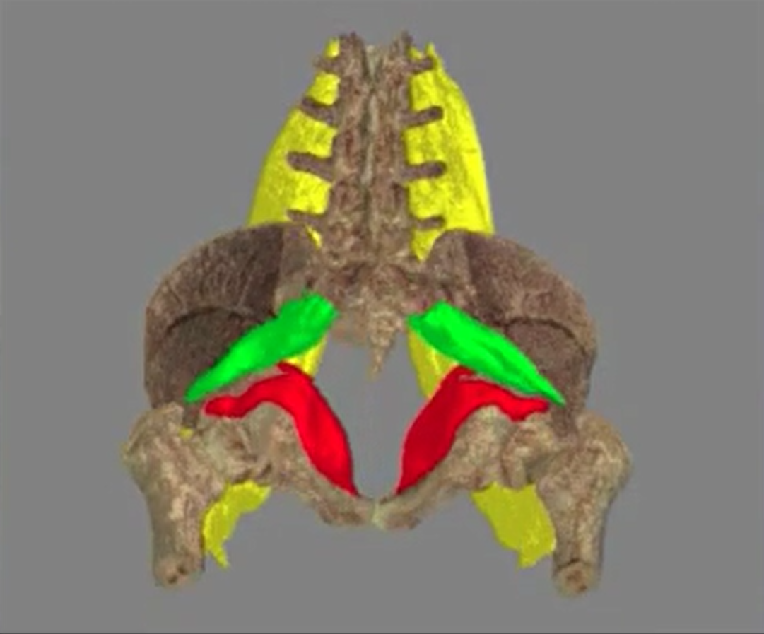 Fascia in Therapy and Training