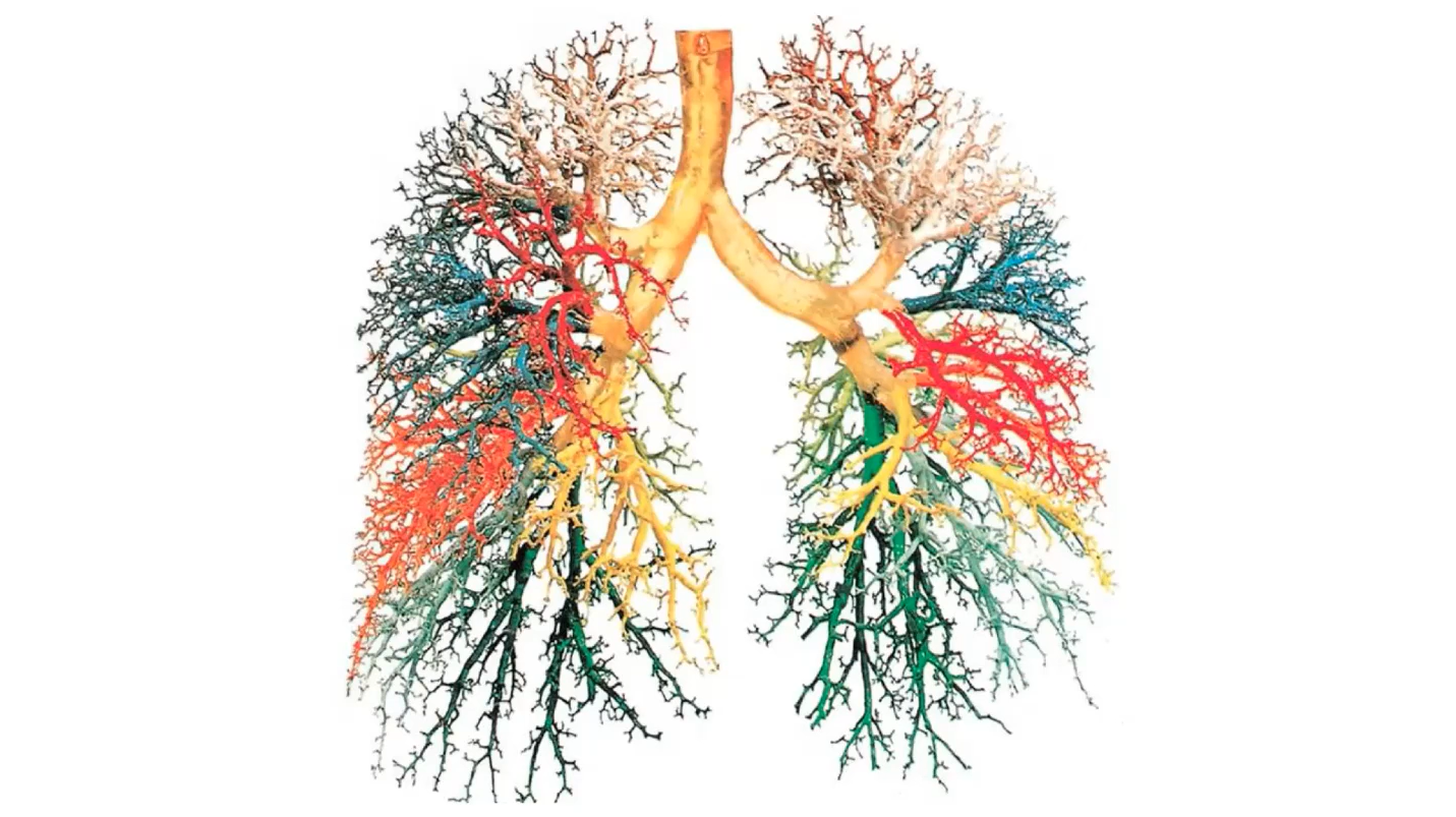 Breath: A MasterClass with James Nestor